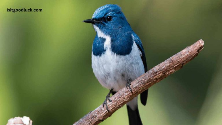is-it-good-luck-to-get-pooped-on-by-a-bird-answered-is-it-good-luck