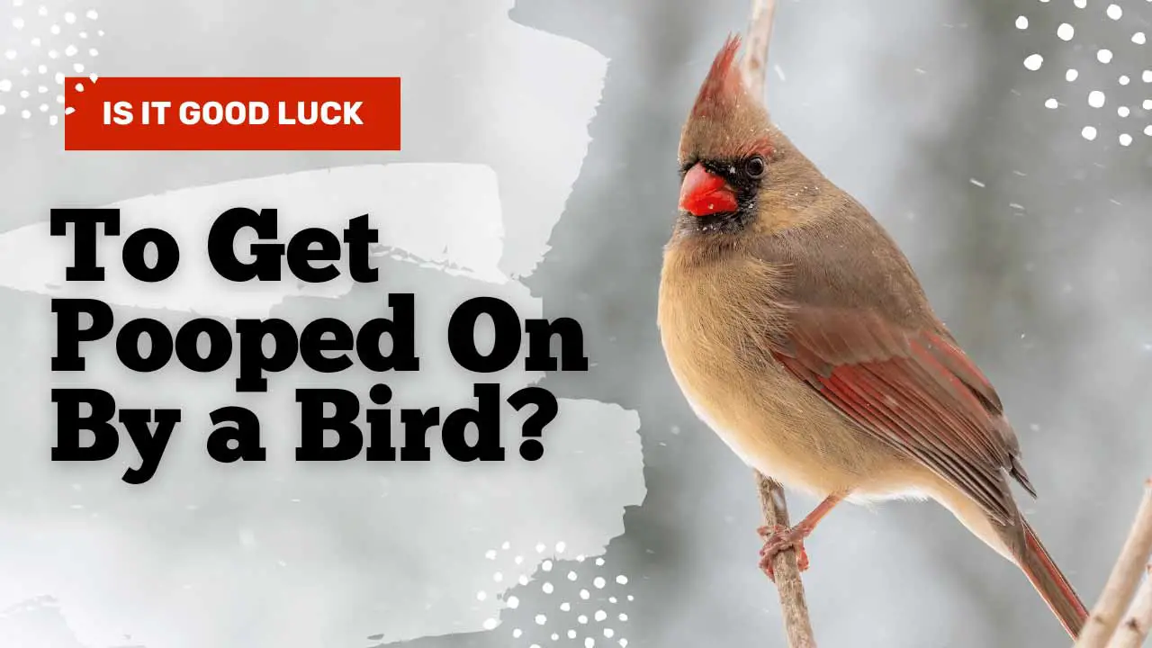 is it good luck to get pooped on by a bird
