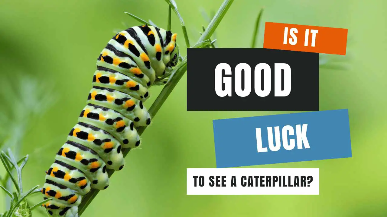 is it good luck to see a caterpillar