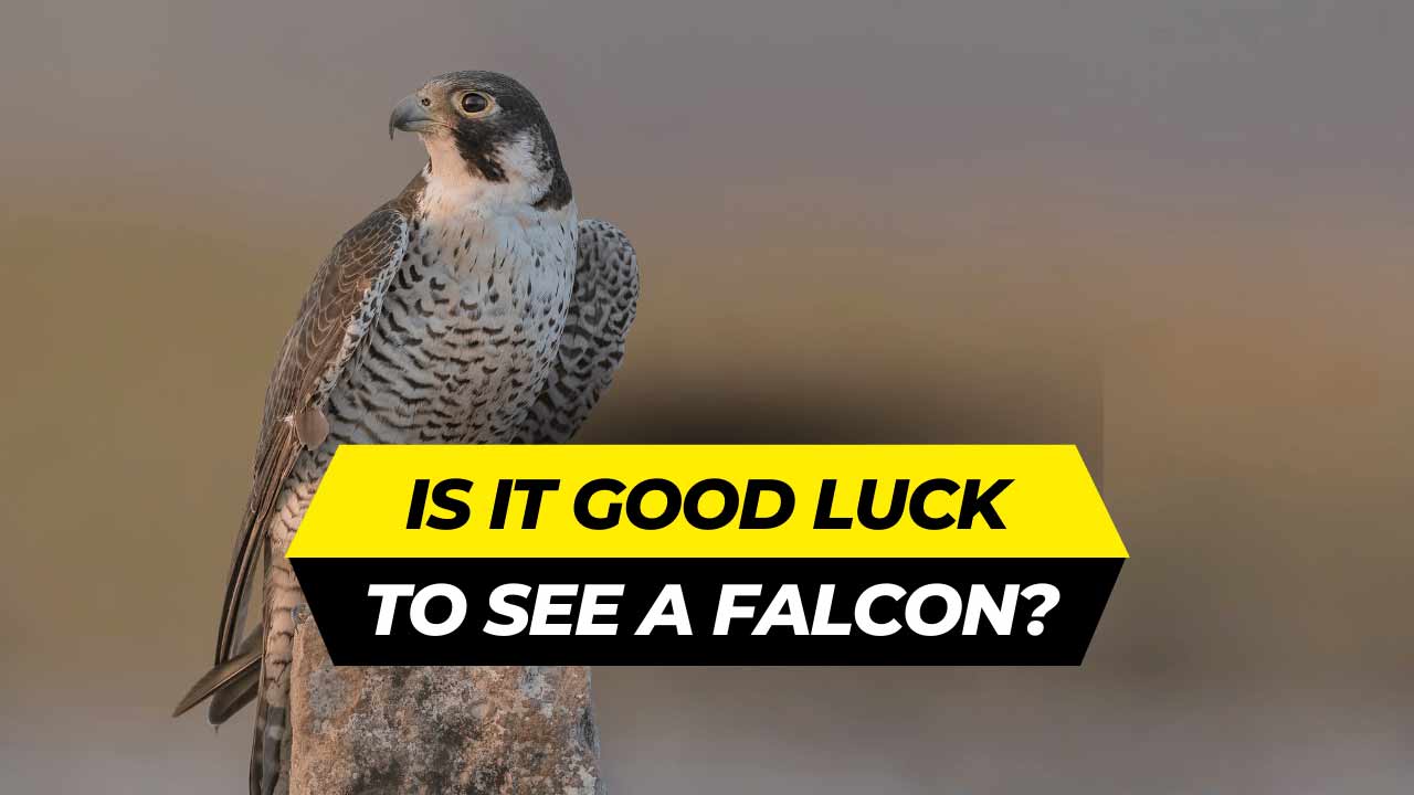 is it good luck to see a falcon