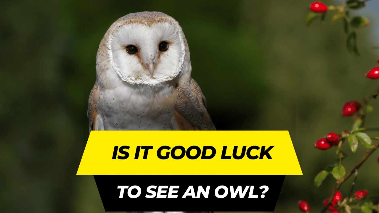 is it good luck to see an owl