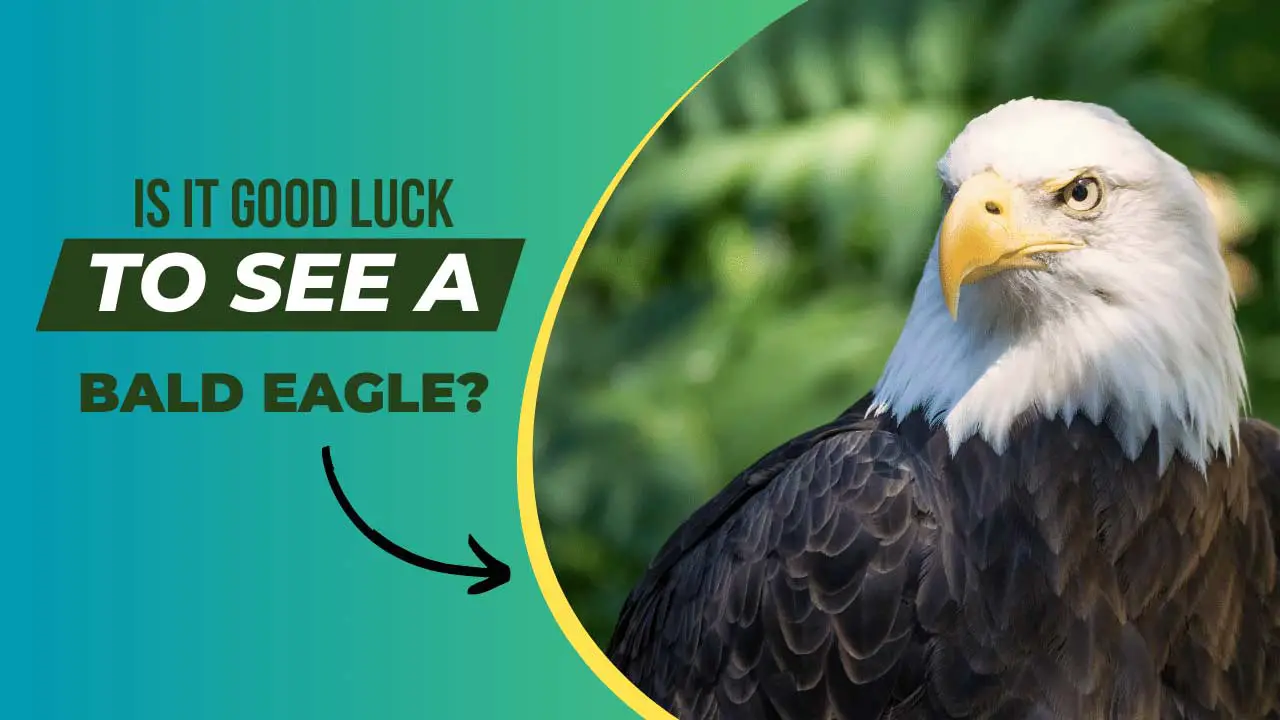 is it good luck to see a bald eagle