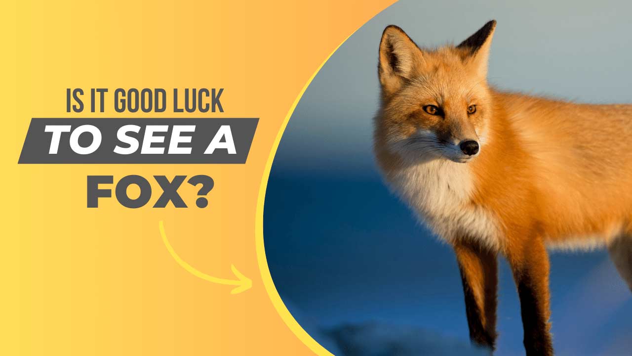 is it good luck to see a fox