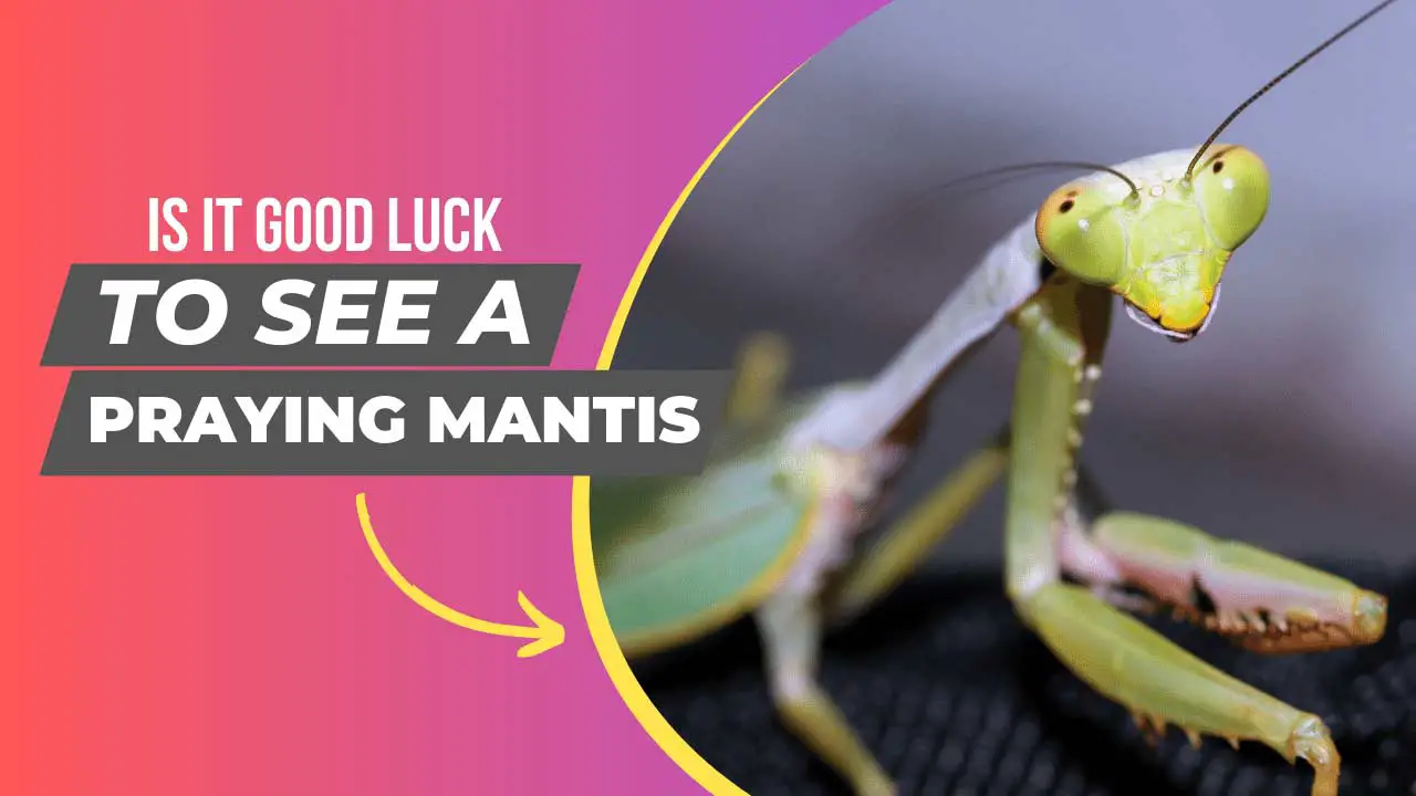 Is It Good Luck To See A Praying Mantis