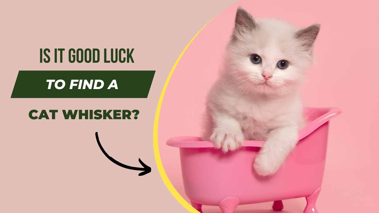 Is It Good Luck to Find a Cat Whisker