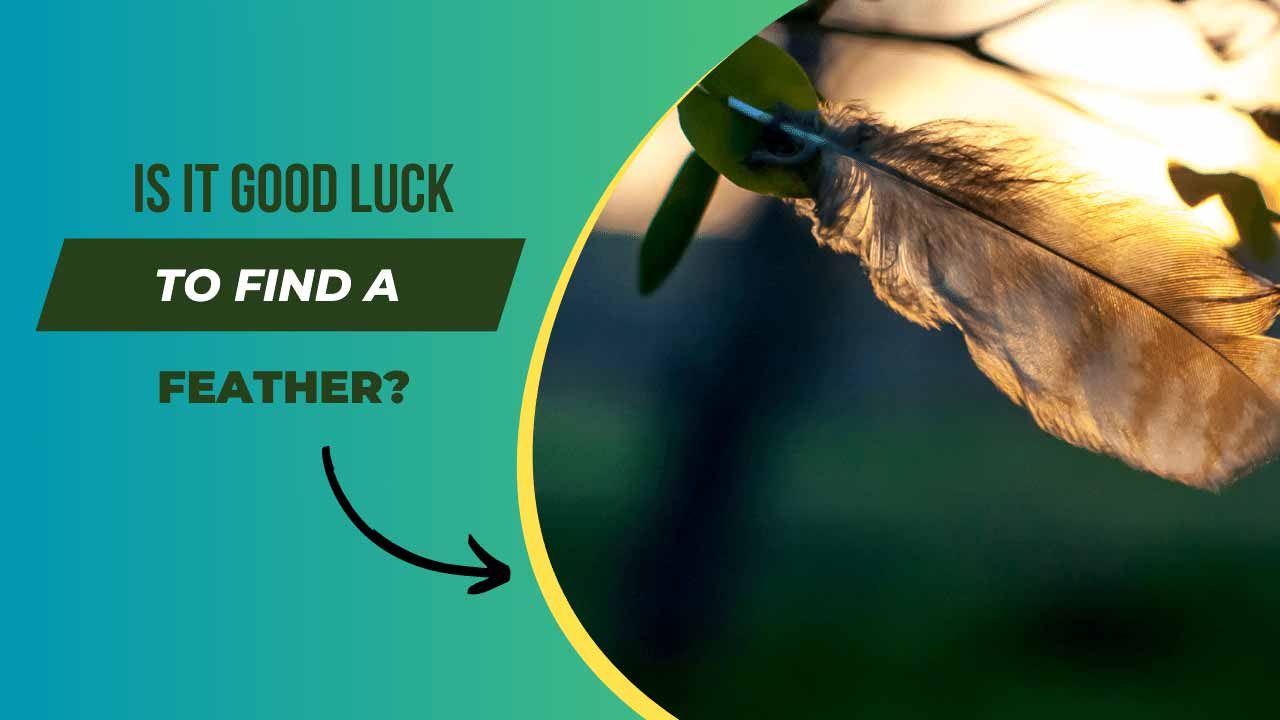 is it good luck to find a feather