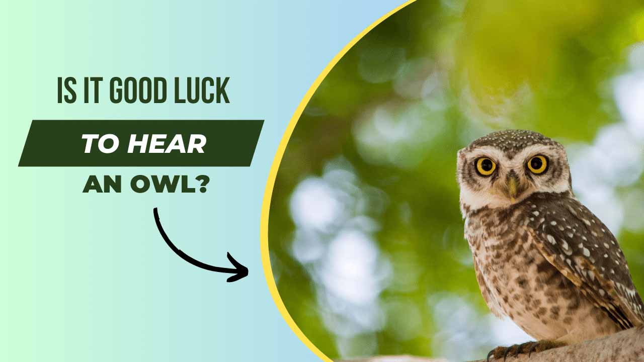Is it Good Luck to Hear an Owl
