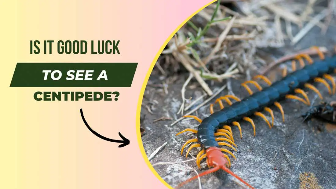 Is It Good Luck To See A Centipede
