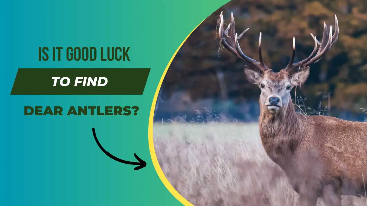 Is It Good Luck to Find Deer Antlers