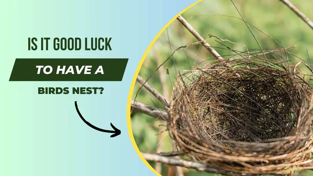 Is It Good Luck to Have a Birds Nest