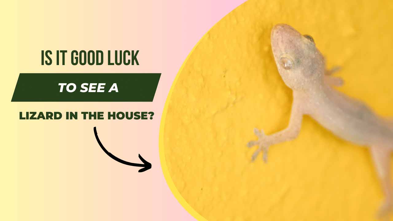 Is It Good Luck to See a Lizard in Your House