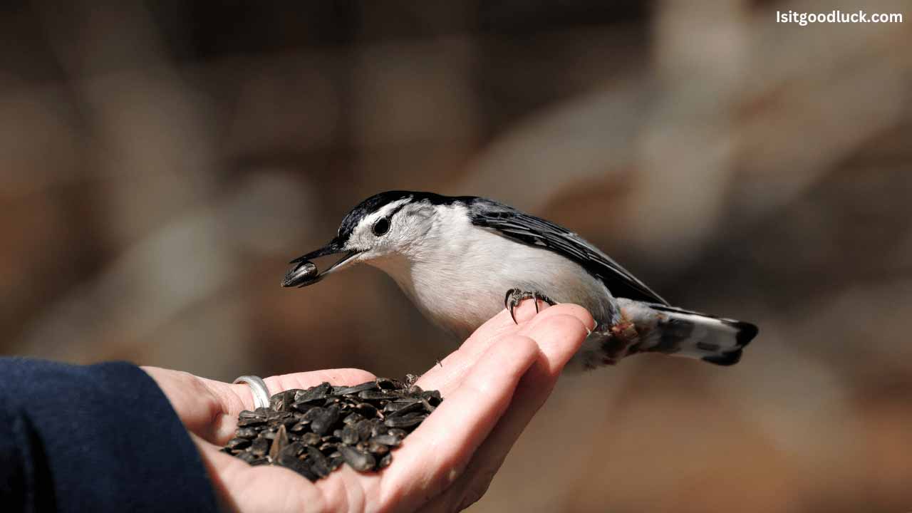 Is it Good Luck to Feed Birds? (Superstitions, Beliefs, and Realities