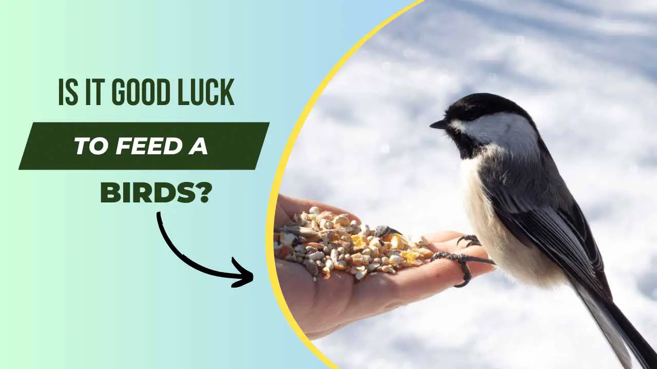Is It Good Luck to Feed Birds