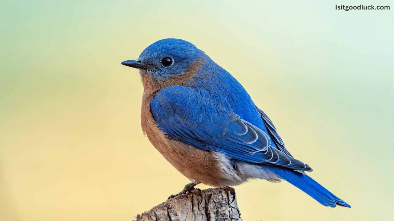 Is it Good Luck to See a Bluebird? (Here is The Answer) Is It Good Luck