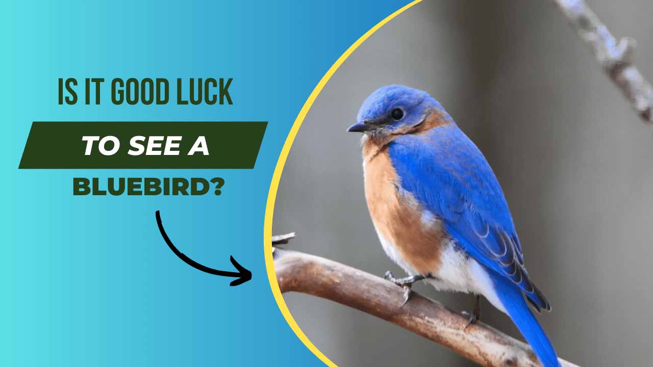 Is it Good Luck to See a Bluebird