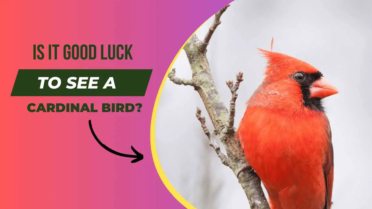 Is it Good Luck to See a Cardinal Bird