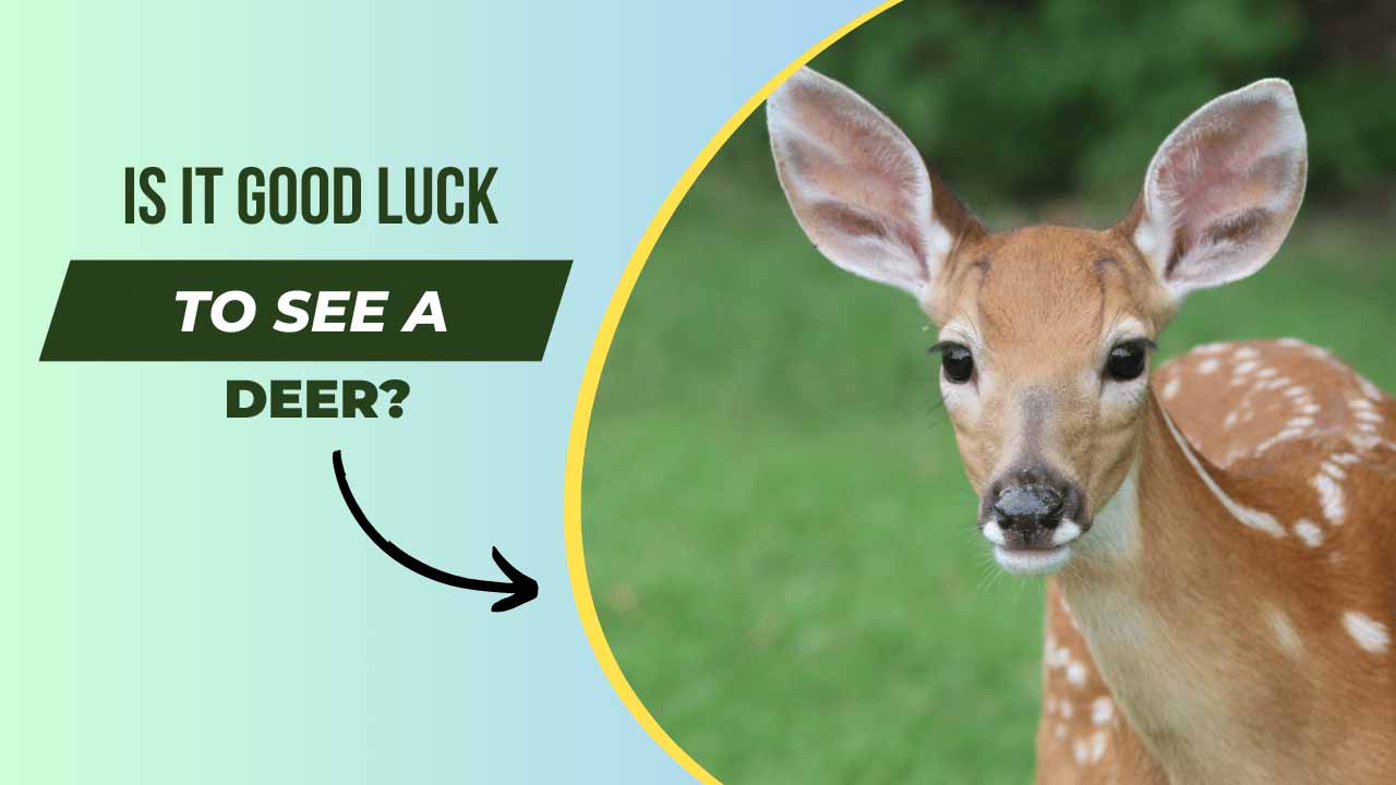 Is it Good Luck to See a Deer