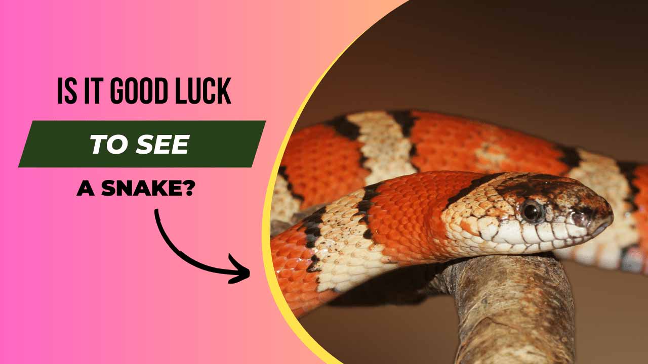 Is it Good Luck to See a Snake