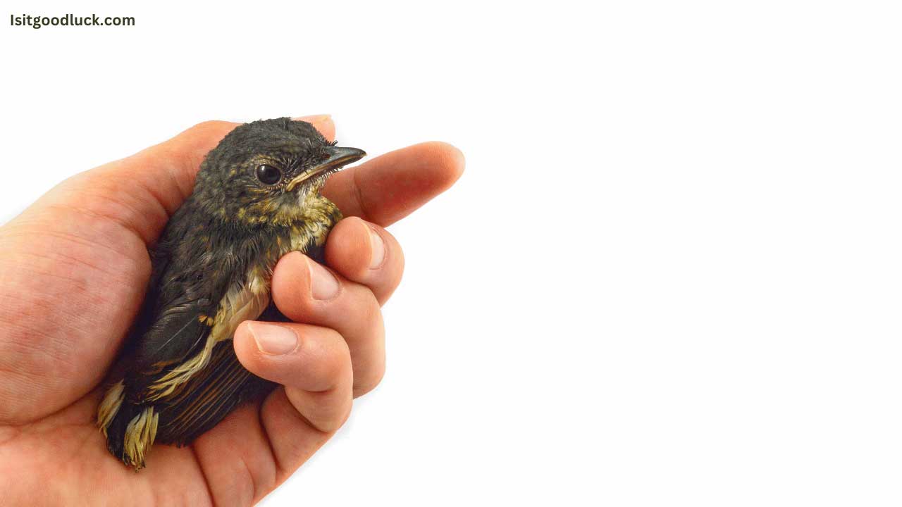 Is It Good Luck to Help an Injured Bird? (A Comprehensive Exploration