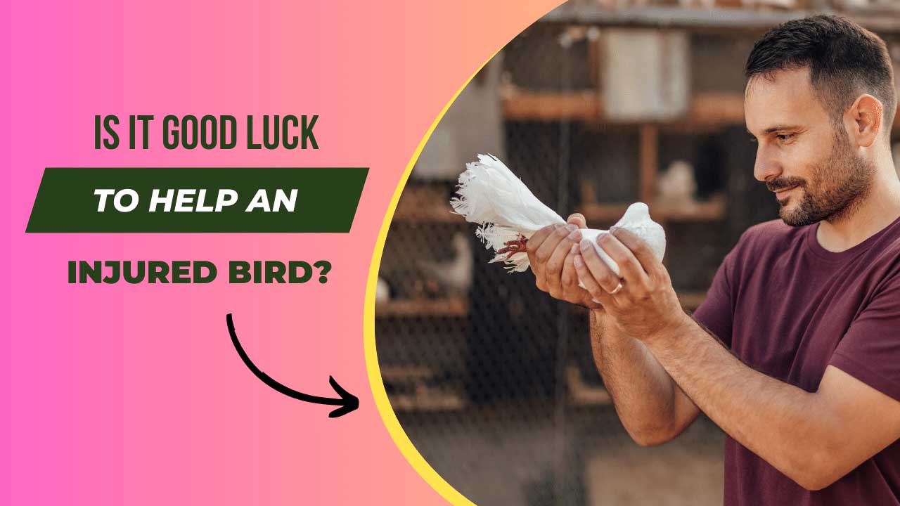 Is It Good Luck to Help an Injured Bird