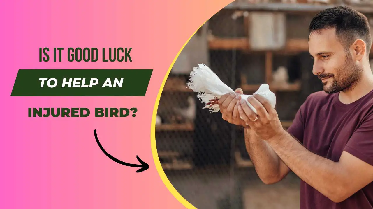 Is It Good Luck to Help an Injured Bird