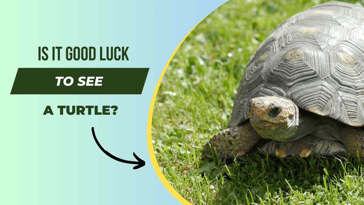 Is it Good Luck to see a turtle