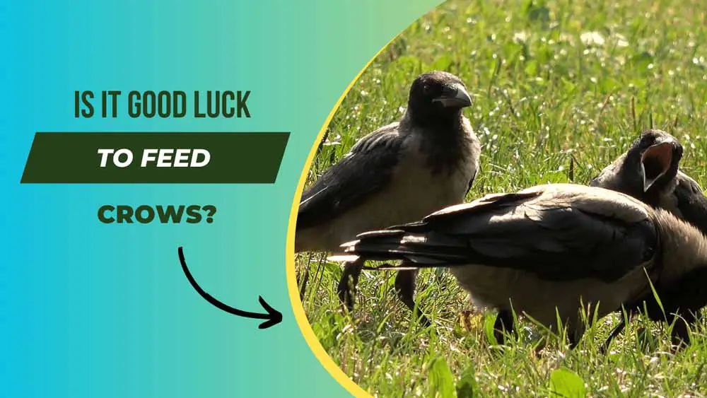 Is it good luck to feed crows