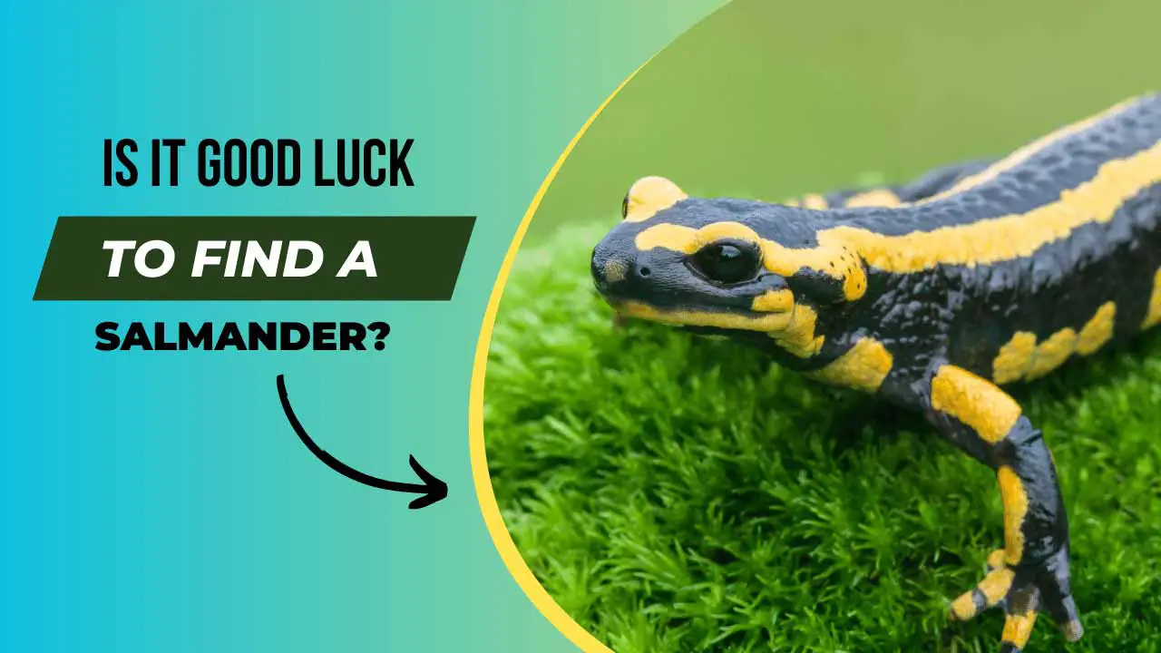 Is it Good Luck to Find a Salamander