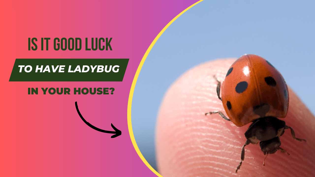 Is it Good Luck to have Ladybugs in Your House