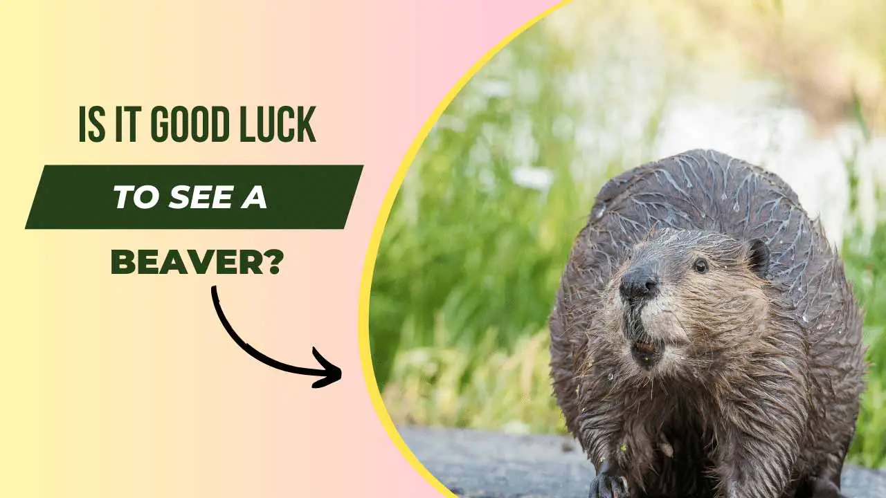 Is it good luck to see a beaver
