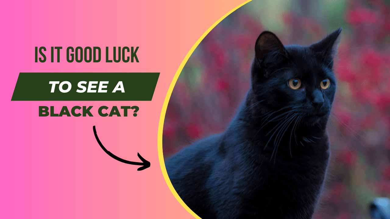 Is it Good Luck to See a Black Cat