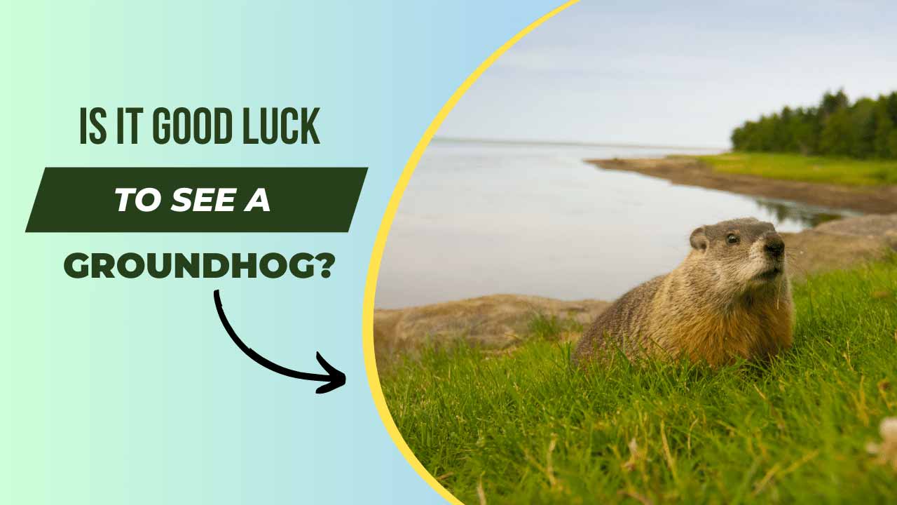 Is it Good Luck to See a Groundhog