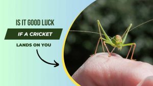 Is it Good Luck if a Cricket Lands on You