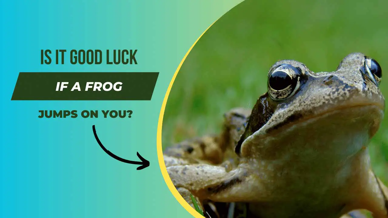 Is it Good Luck if a Frog Jumps on You