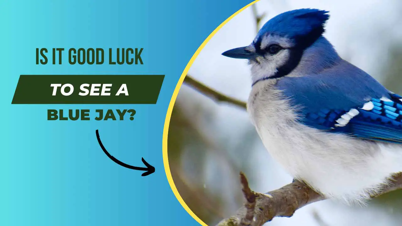 Is It Good Luck To See A Blue Jay