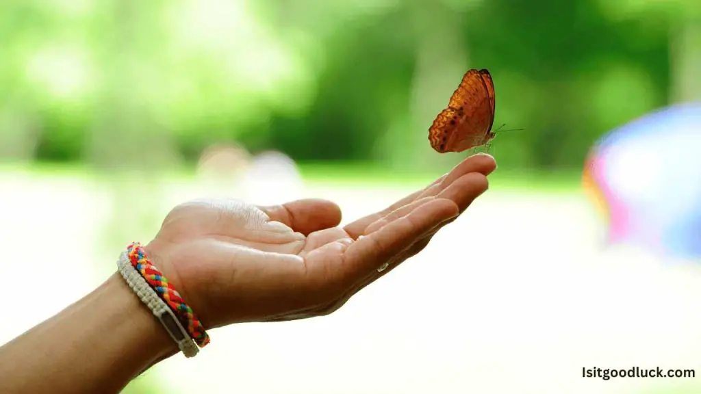 Is it Good Luck if a Butterfly Lands on You