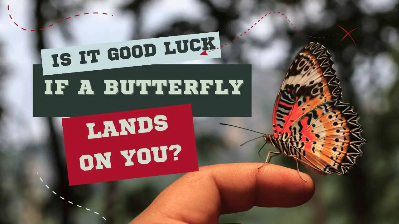 Is it Good Luck if a Butterfly Lands on You