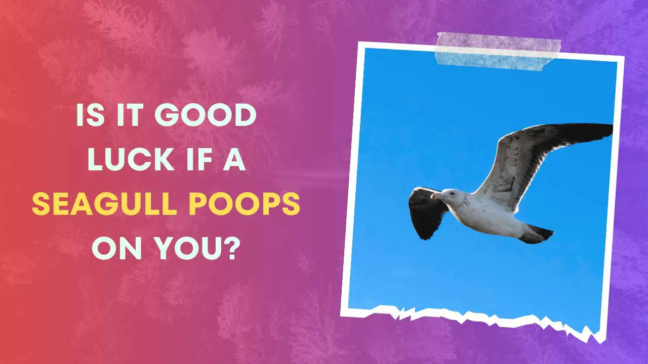 If a Seagull Poops on You Is It Good Luck