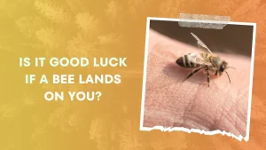 Is It Good Luck If a Bee Lands On You