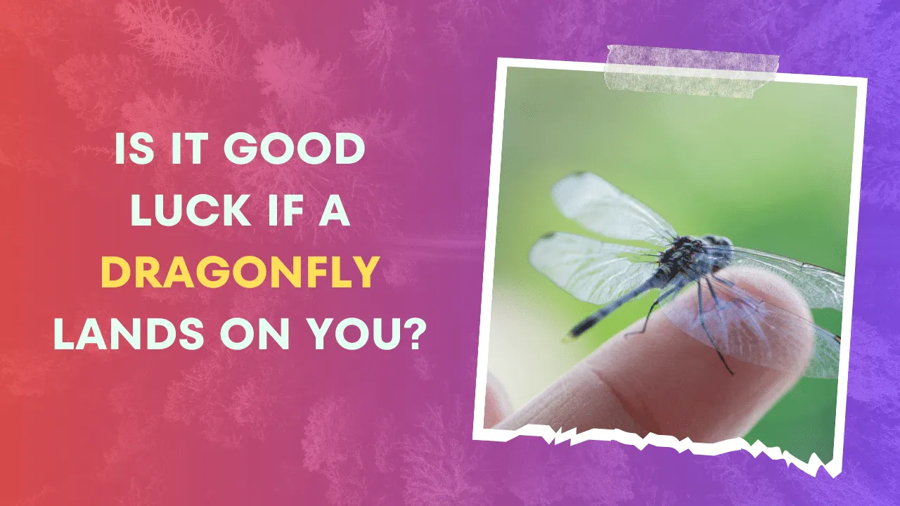 Is it Good Luck if a Dragonfly Lands on You