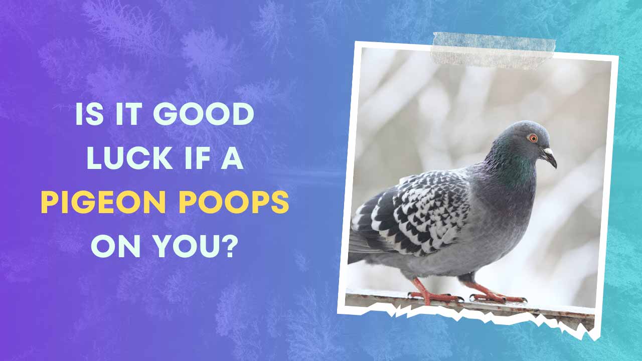 Is it Good Luck if a Pigeon Poops on You
