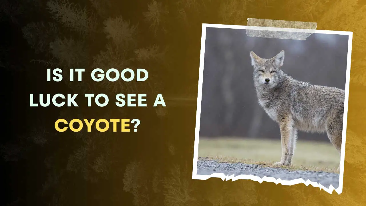 Is it Good Luck to See a Coyote