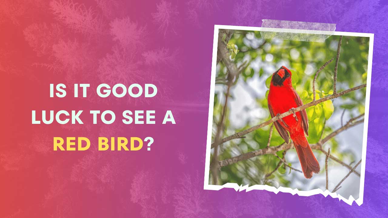 Is it Good Luck to See a Red Bird