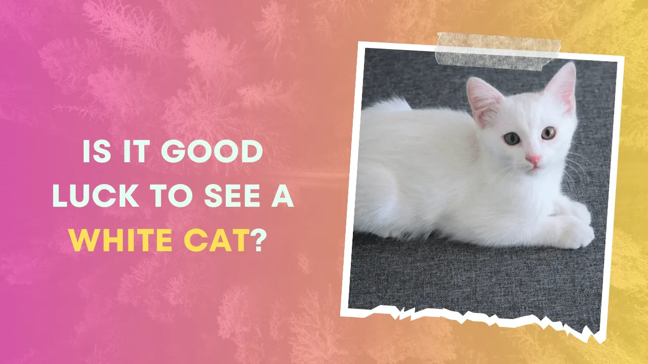 Is it Good Luck to See a White Cat