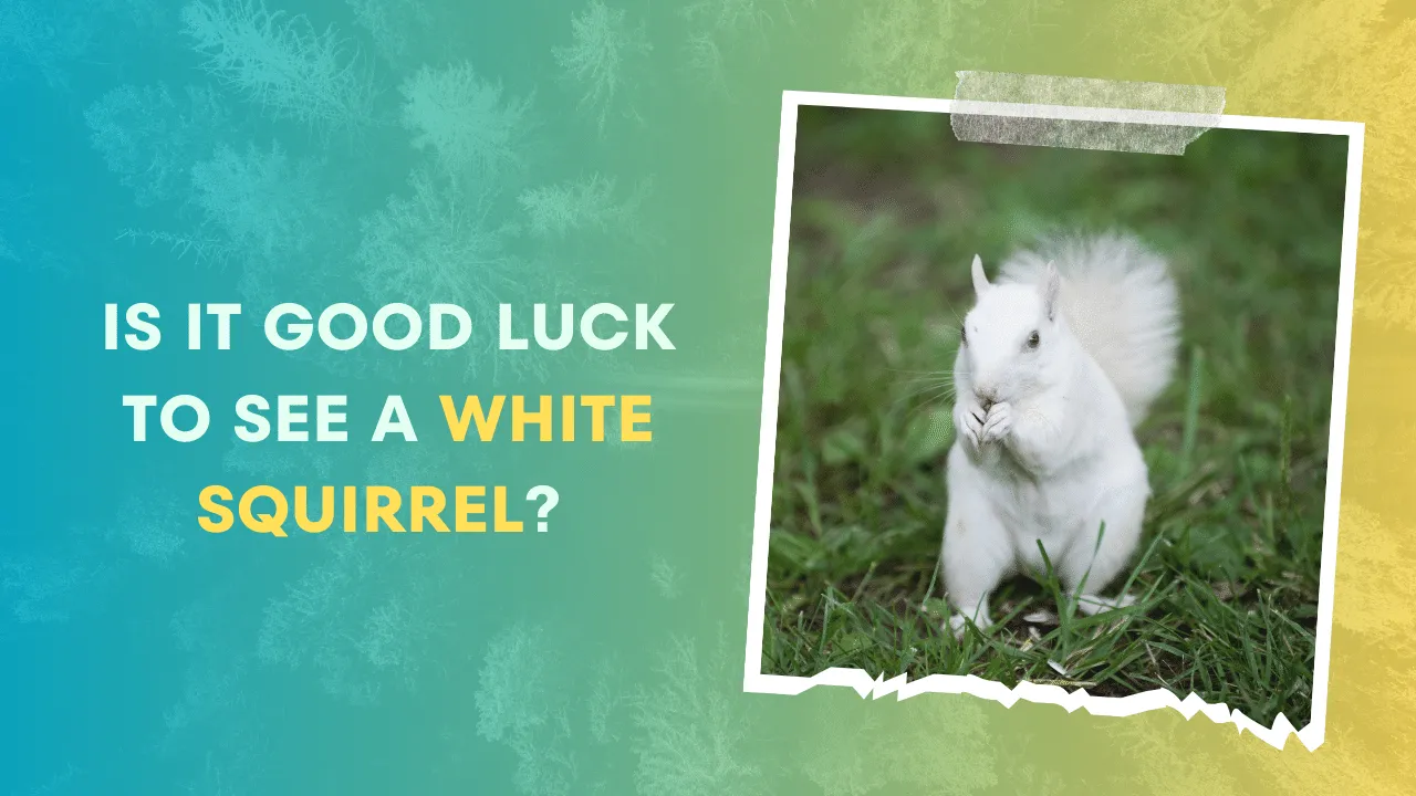 Is it Good Luck to See a White Squirrel