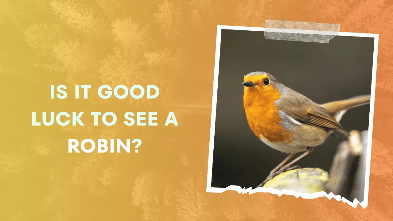 Is it Good Luck to See a Robin
