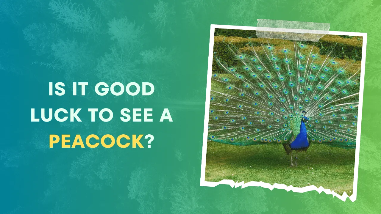Is it Good Luck to See a Peacock