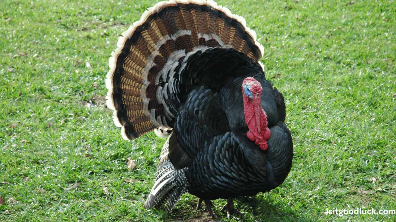 Are Turkeys a Sign of Good Luck