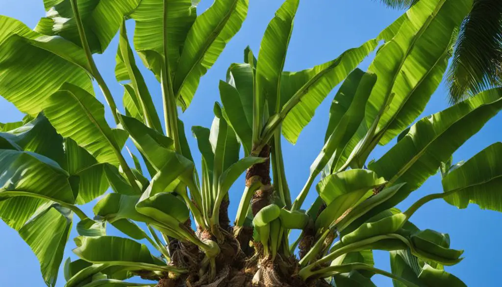 Banana tree fruiting