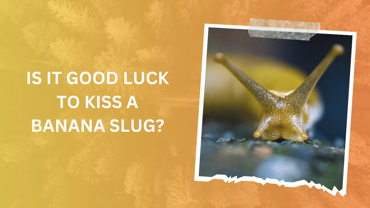 IS IT GOOD LUCK TO KISS A BANANA SLUG